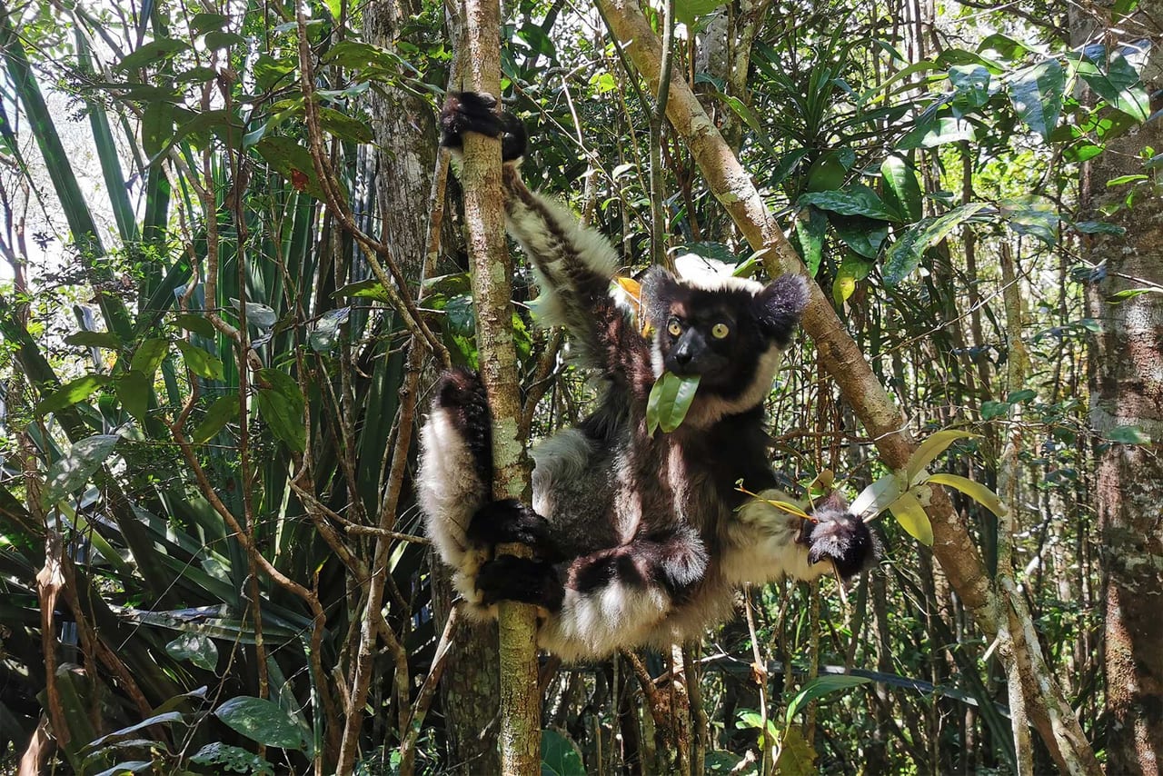 Indri lemur in Madagascar rainforest